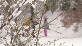 VIDEO Furtună de iarnă urmată de primăvară bruscă. Temperaturile cresc de la o zi la alta